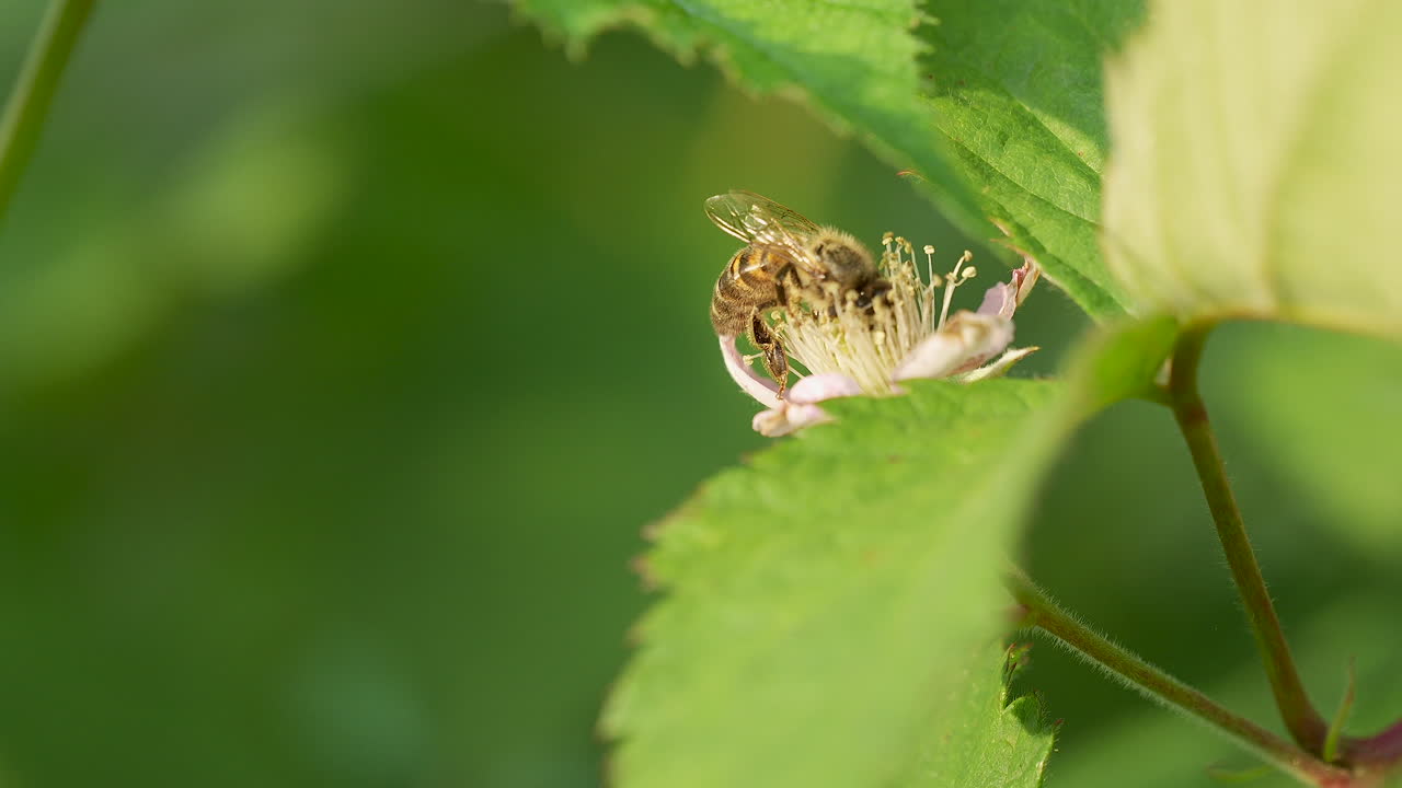 블랙베리 꽃 에 있는 벌 의 클로즈업 - 슬로우 모션  ⁇