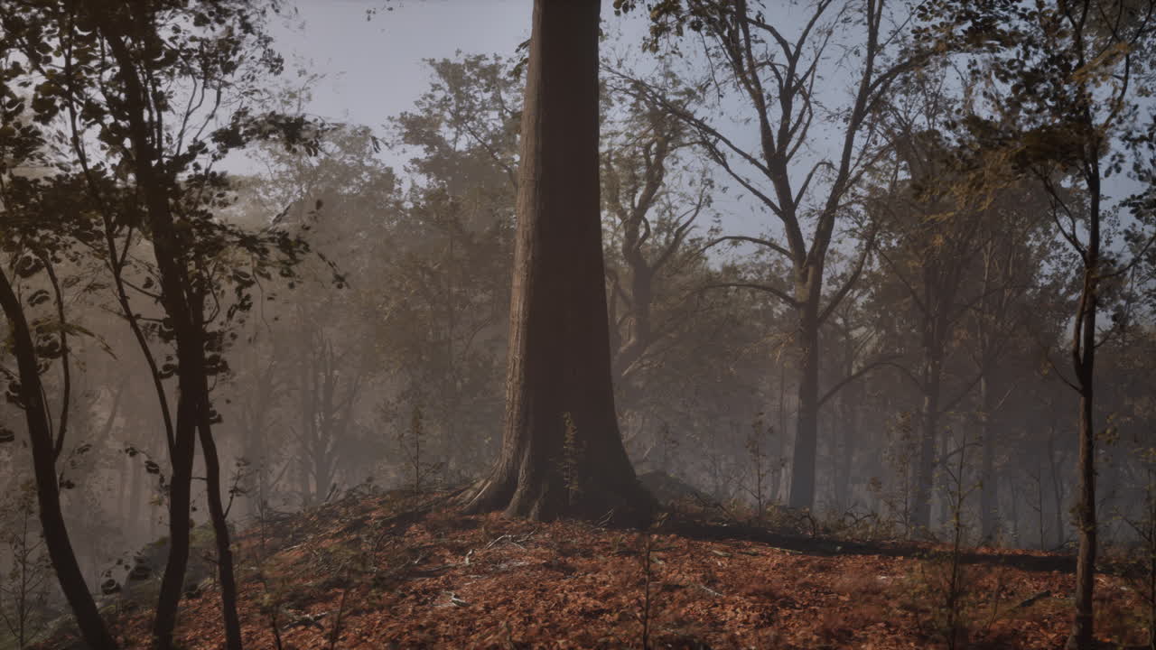 안개 숲의 장면