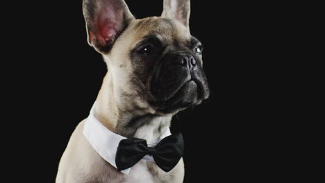 studio portrait of french bulldog puppy wearing bow tie and collar against black background