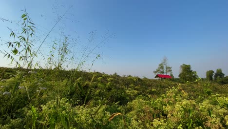 wide shot of countryside green vegetation with small red building on distance