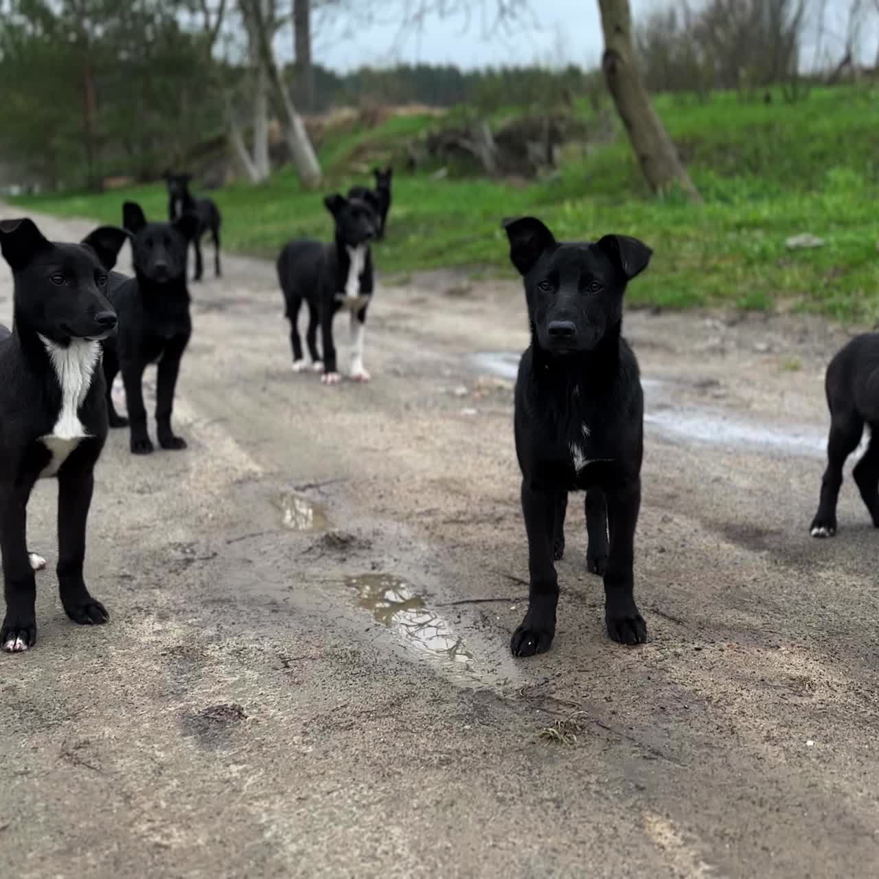 Pack of black and white dogs on the village road. Beautiful canine siblings wagging tails