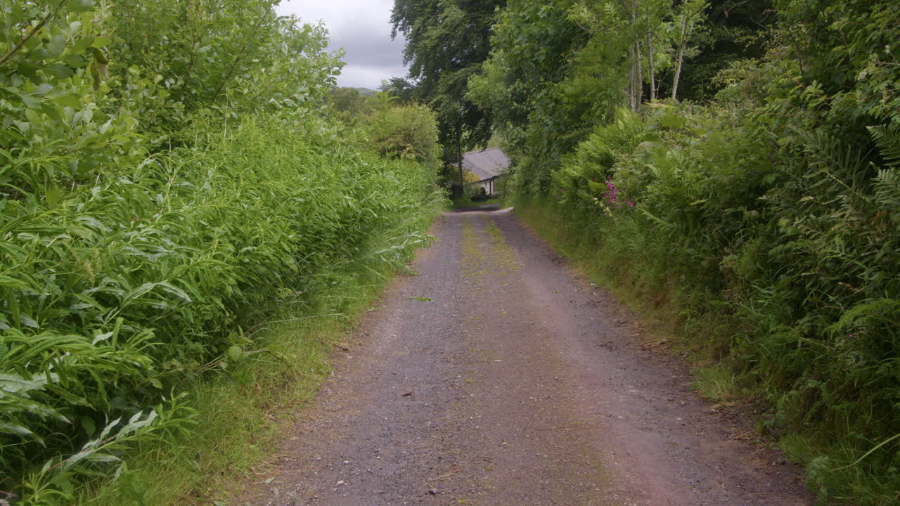 A gravel road through a lush green landscape