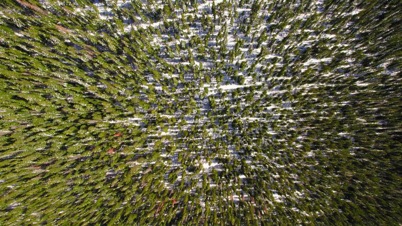 imágenes aéreas de drones volando sobre exuberantes copas de pinos verdes en la cima de una gran montaña nevada abierta