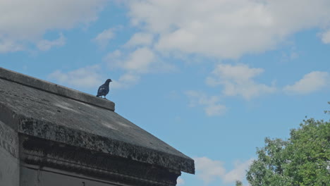 una paloma sentada en el techo de una cripta y volando