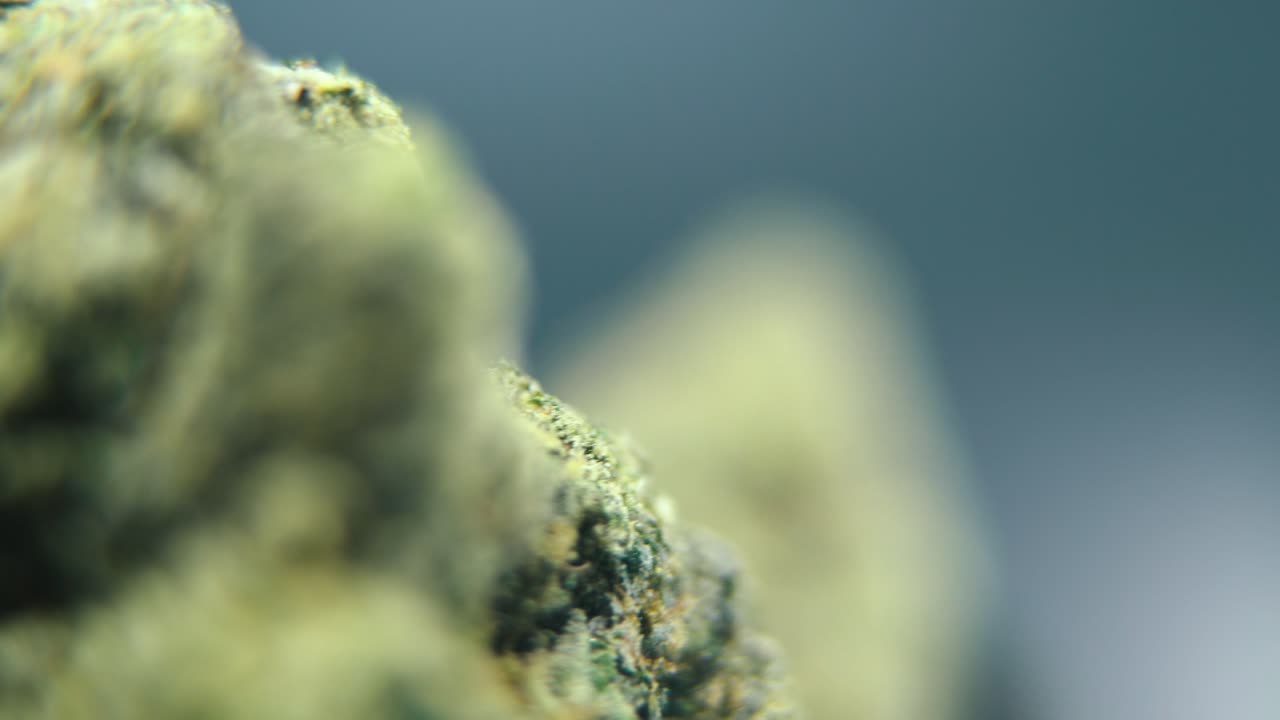 대마초 식물의 매크로 회전 비디오, 하이브리드 품종, 한 사티바, 녹색 대마초 꽃, 4k 비디오, 스튜디오 조명, 마법의 흐릿함, 부드러운 움직임