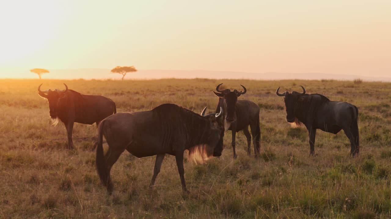 la manada de ñus masai mara en la gran migración en áfrica, caminando por la sabana entre masai mara en kenia y serengeti en tanzania, animales salvajes africanos al amanecer