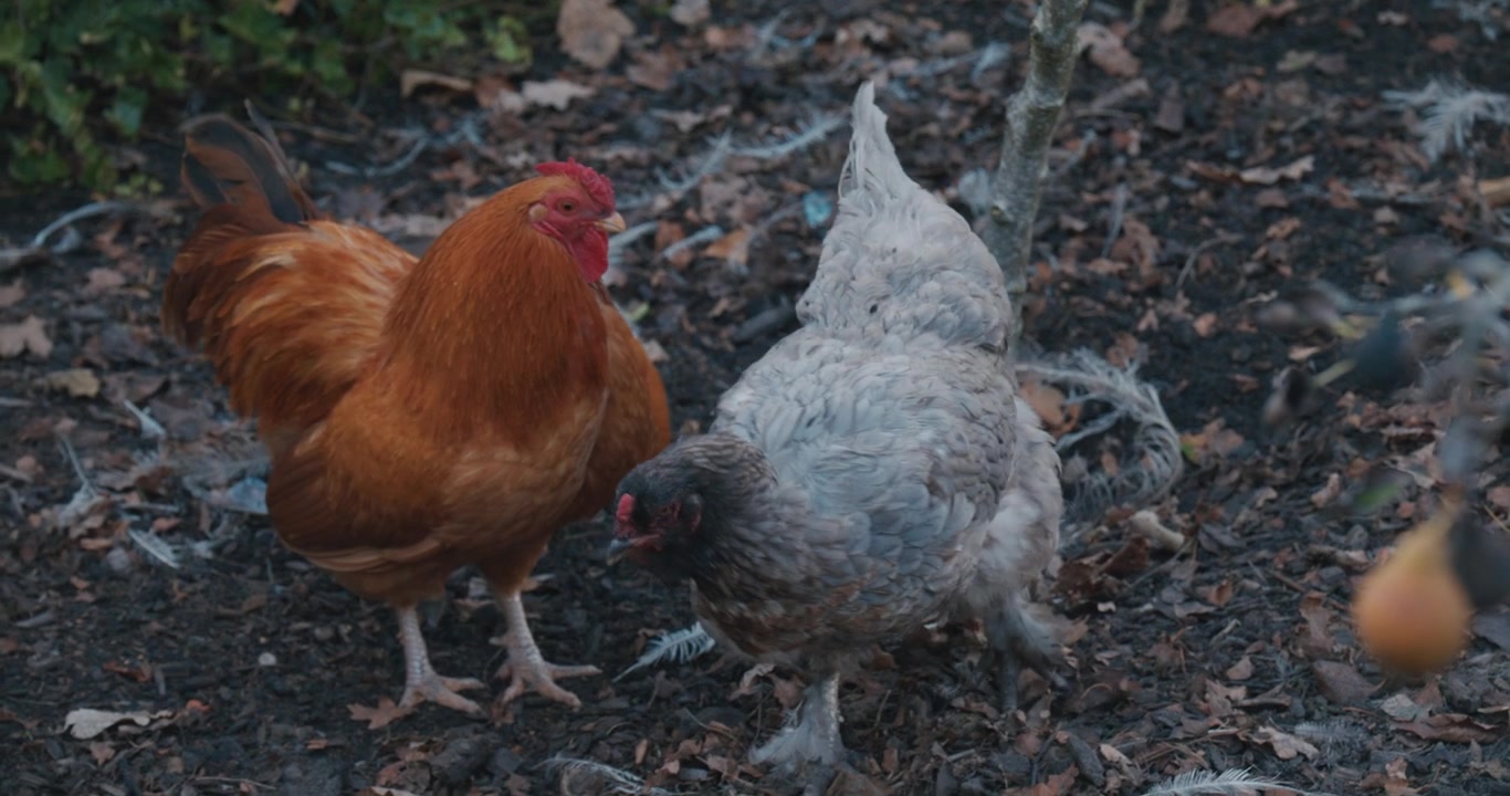 Due galline che razzolano su terreno scuro circondate da foglie cadute e vegetazione boschiva
