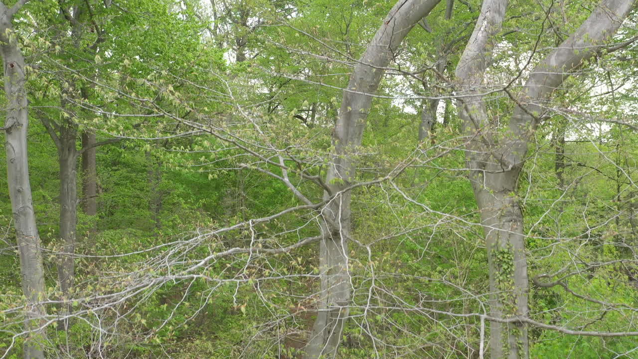 A drone view over a nature trail, surrounded by green trees on a cloudy day