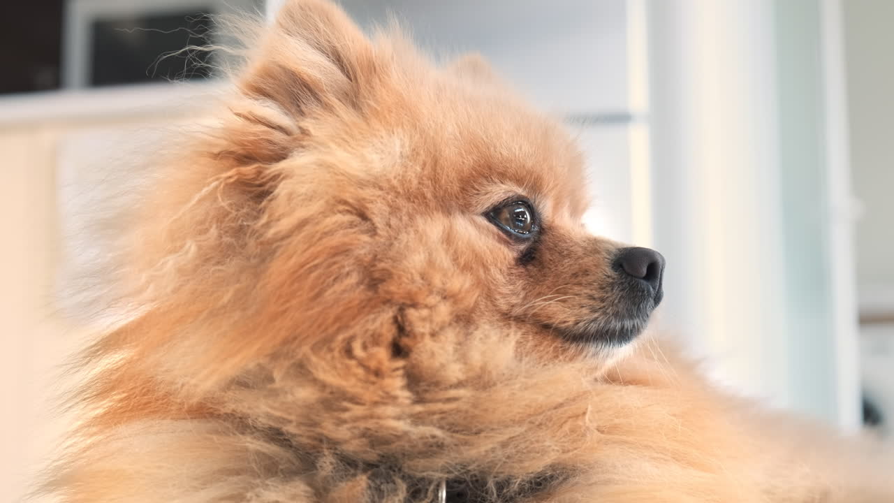 Pomeranian with yellow fur looking from one side to the other