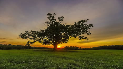 silhouette of mystic giant tree growing on pasture during sunset time in background - time lapse shot