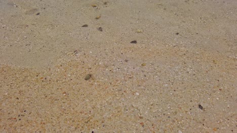 cangrejos ermitaños bajo la superficie del agua de mar transparente en la playa tropical
