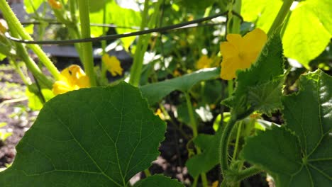 close up of cucumber plan leaves, on a sunny day, no persons