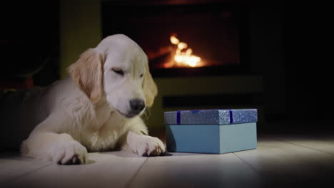 un cachorro de golden retriever yace cerca de un regalo de navidad frente a una chimenea en llamas.