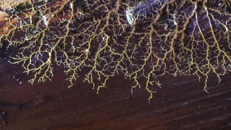 slime mold plasmodium reaction and respond to bright light exposure