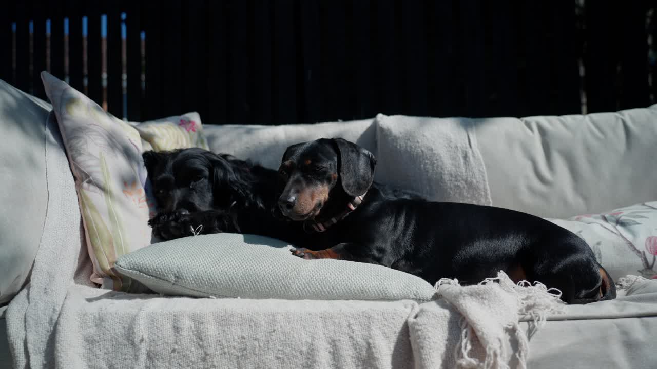Cozy canines, pawsome friendship, miniature sausage dog, cocker spaniel