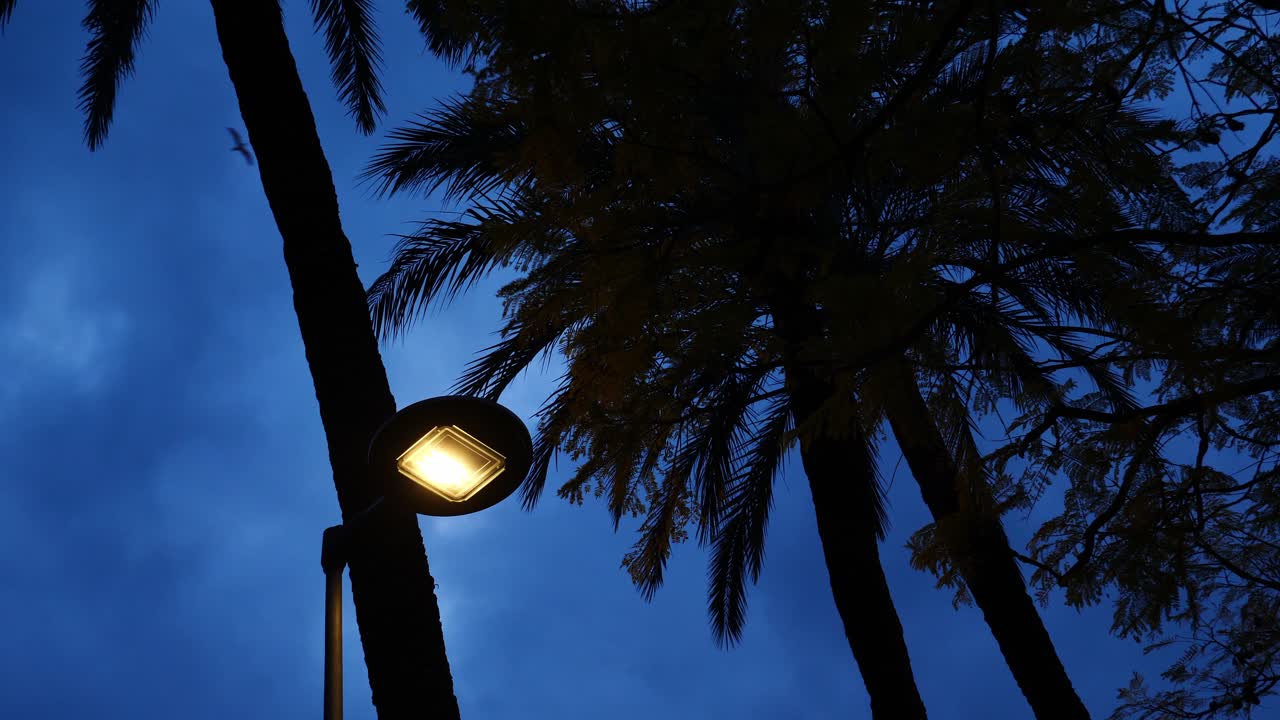 Um poste de luz aceso cercado por palmeiras ao anoitecer