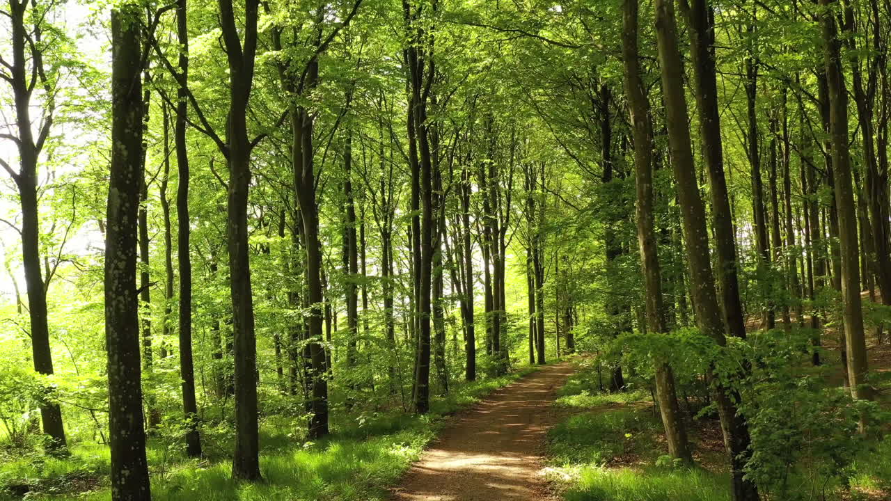 volando como un pájaro