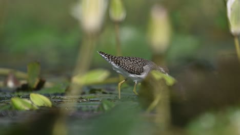 Wood-sandpiper-feeding-on-Floating-leaf