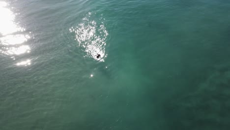 Un-Hermoso-Disparo-Aéreo-De-Drones,-Drones-Rastreando-A-Un-Surfista-Preparándose-Para-Una-Ola-En-Aguas-Cristalinas-Cerca-De-La-Playa,-Playa-Estatal-De-Carlsbad---California