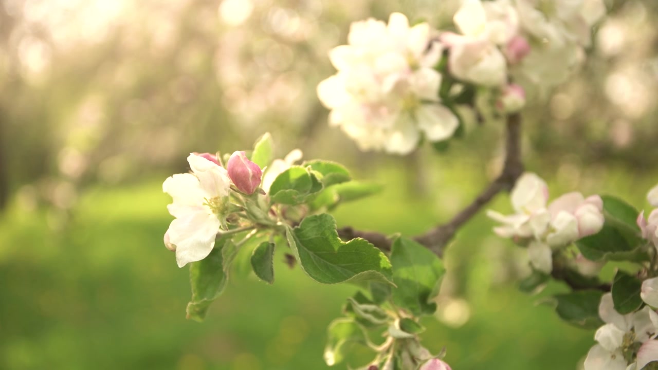 Apple Tree Blossoms Blooming in Spring Orchard
