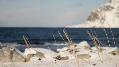 Rack-Fokus-Eines-Strandes-Auf-Den-Lofoten-In-Norwegen-An-Einem-Windigen-Tag