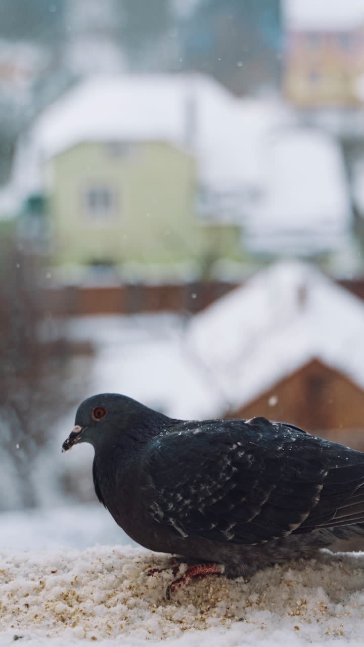 Beautiful bird in the snow on the winter city background. Hungry bird dove eating bread on the roof of a house outdoors. Vertical video