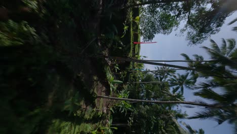 Eine-Vertikale-FPV-Drohne-Schoss-über-Reisfelder-Zu-Einer-Frau-In-Einem-Sommerkleid-Auf-Einer-Schaukel