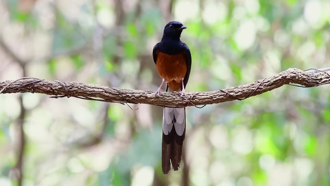 숲 보케 배경, copsychus malabaricus, 원래 속도로 포도나무에 자리 잡은 흰 엉덩이 샤마