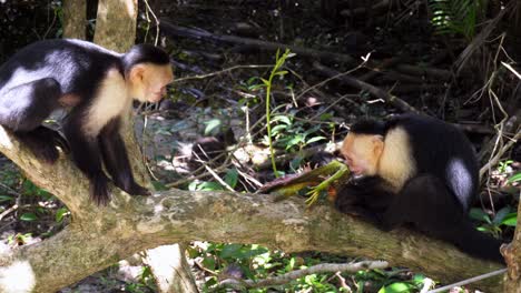 Monkey-trying-to-steal-dead-Lizard-from-other-Monkey-in-a-Costa-Rican-Rainforest-on-a-Sunny-Day