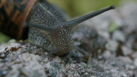 Garden snail extends out its head and tentacles. Macro close-up detail of wildlife