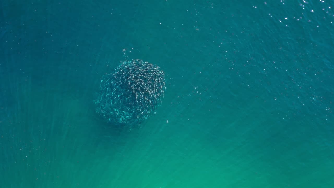vista aérea de un banco de peces en el océano