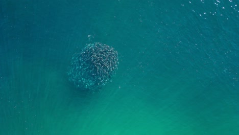 vista aérea de un banco de peces en el océano