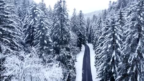 Vista-Aérea-Inclinada-Hacia-Abajo-De-Un-Camino-Rural-De-Invierno-Entre-árboles-Perennes-Cubiertos-De-Nieve