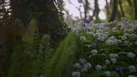 Forest floor with wildflowers and ferns