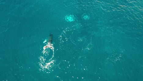 Excelente-Toma-Aérea-De-Ballenas-Jorobadas-Nadando-Y-Chapoteando-En-Maui,-Hawaii