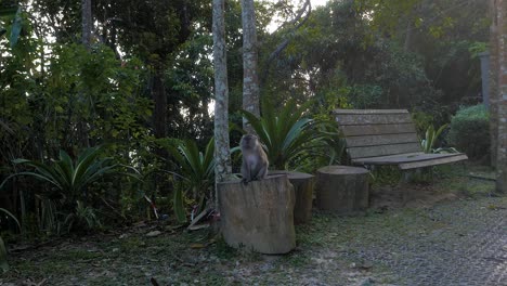 long tailed macaque  native to southeast asia, handheld