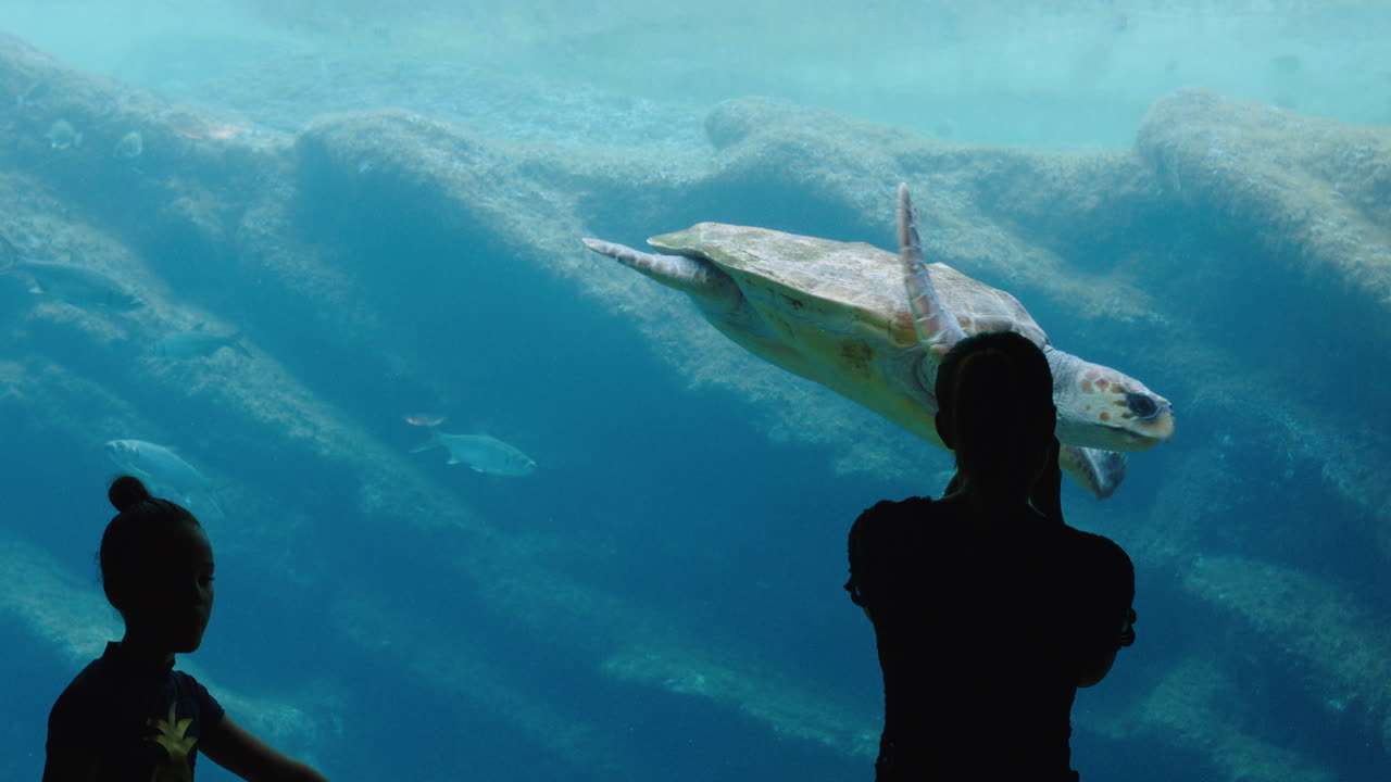 수족관 에서 바다 거북이 들 이  ⁇ 크 에서 헤엄치는 것 을 보는 두 소녀 궁금 한 어린이 들 은 스마트폰 을 사용 하여 아름다운 바다 동물 들 을 소셜 미디어 에 공유 하는 사진 을 찍고 있다