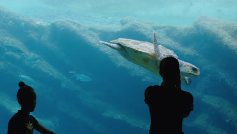 two girls at aquarium watching sea turtles swimming in tank curious children taking photos using smartphone sharing beautiful marine animals on social media