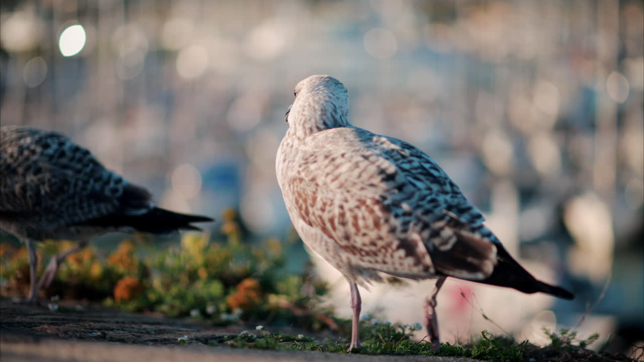 Close up of seagulls walking at the beach with a blurred view of the harbour on the background