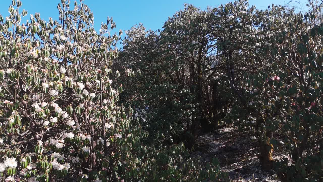 Red Rhododendron Laligurans in the jungle of Nepal.