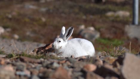 liebre ártica, conejo blanco salvaje en el paisaje de groenlandia en un día soleado
