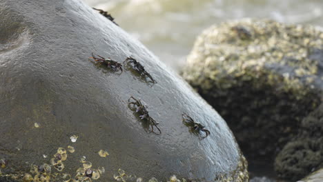 several crabs feeding on a rock in fiji