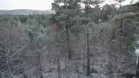 imágenes cinematográficas de drones girando lentamente a través del dosel cubierto de nieve de un bosque de pinos silvestres con un espectacular amanecer de montaña en invierno