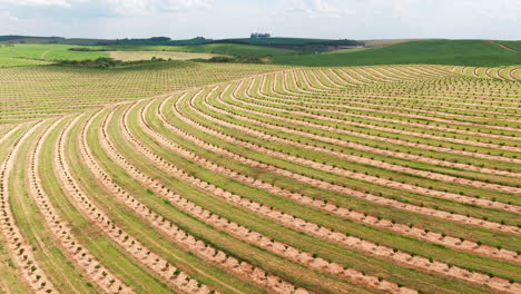 Wide-rising-aerial-of-South-American-coffee-plantation,-no-people