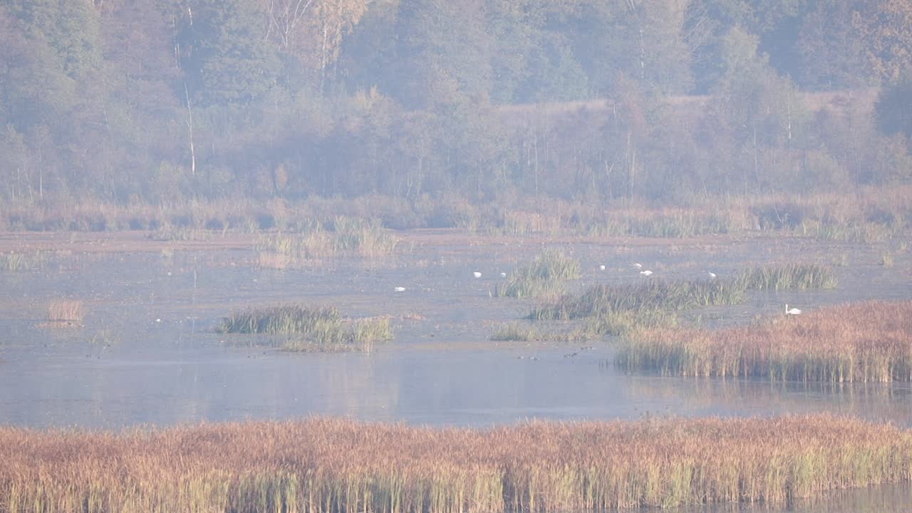 일출 동안 호수에 백조