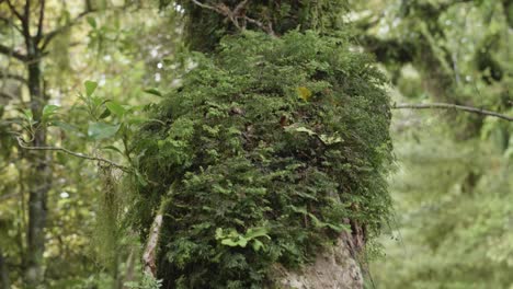 lush rainforest tree covered in moss and ferns