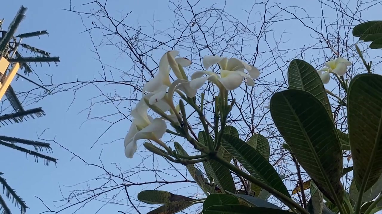 Fiori di Plumeria e torre cellulare camuffata contro un cielo azzurro limpido