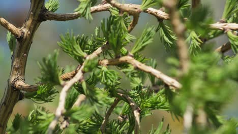 Neue-Blätter-Auf-Lärche-Mit-Knospen