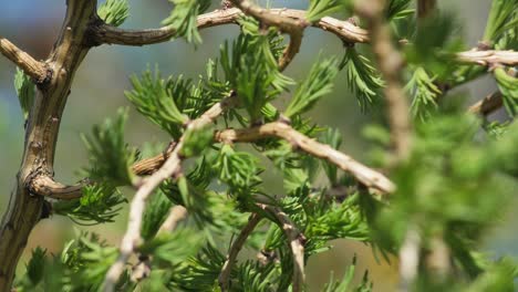 New leaves on larch with buds