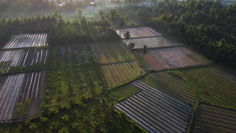 Aérea,-Cinemática-Agricultura-Tropical-Tierra-Al-Amanecer.